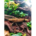 Crevette bambou - Atyopsis moluccensis