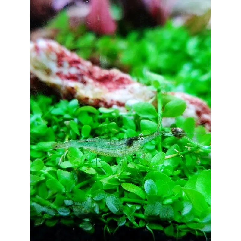 Babaultie Green crevette