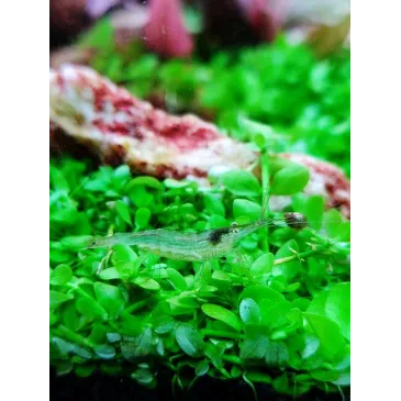 Babaultie Green crevette