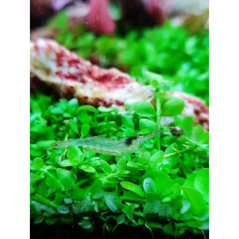 Babaultie Green crevette