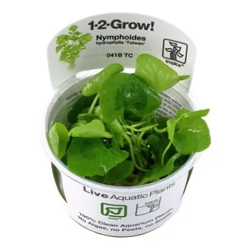 Nymphoides hydrophylla 'Taiwan' "in vitro"