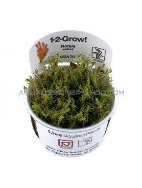 Rotala wallichii "in vitro"