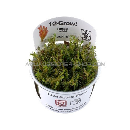 Rotala wallichii "in vitro"