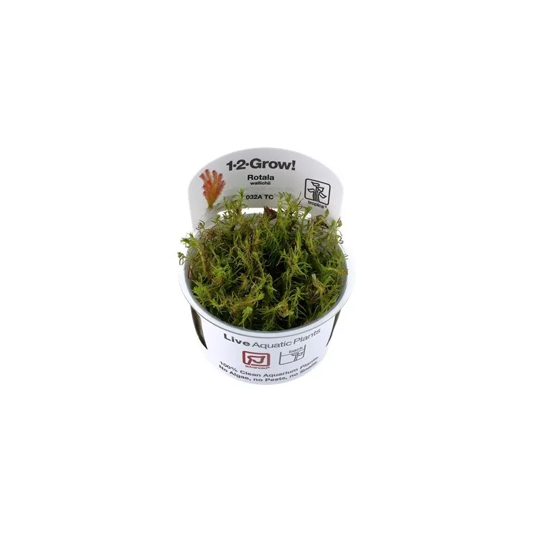 Rotala wallichii "in vitro"