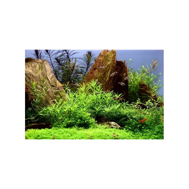 pogostemon helferi  in vitro plante aquarium aquadesigner 