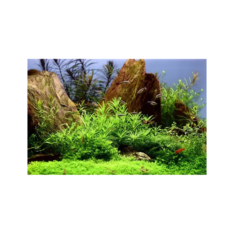 pogostemon helferi  in vitro plante aquarium aquadesigner 