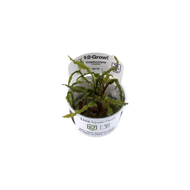 Cryptocoryne crispatula