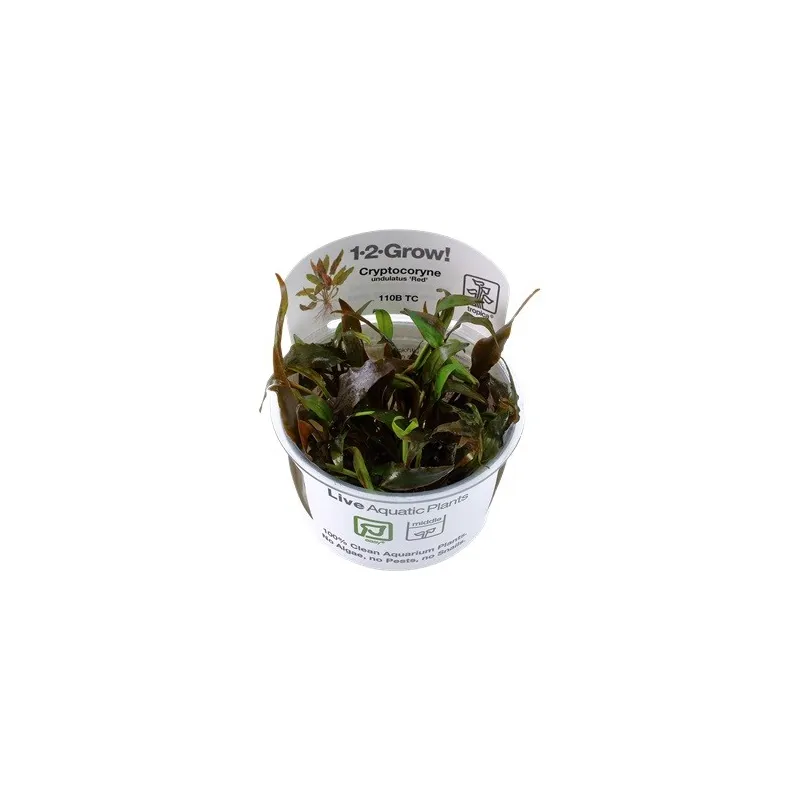 Cryptocoryne undulatus red "in vitro"