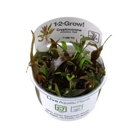 Cryptocoryne undulatus red "in vitro"