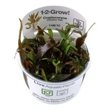 Cryptocoryne undulatus red "in vitro"