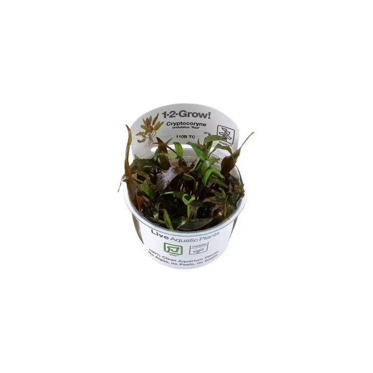 Cryptocoryne undulatus red "in vitro"