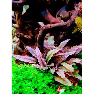 Cryptocoryne albida 'Brown'