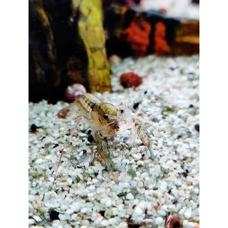 Cambarellus patzcuarensis var. blue