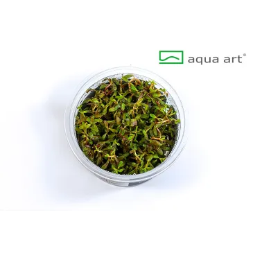 Rotala sp pearl in vitro plante rare aquarium couleur aquascaping