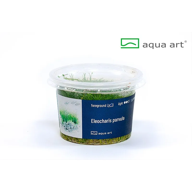 Eleocharis parvula plante aquarium gazon herbe aquascaping aquascape
