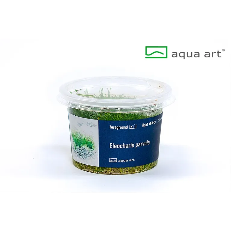 Eleocharis parvula plante aquarium gazon herbe aquascaping aquascape