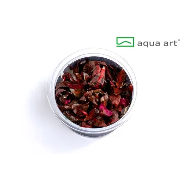 Alternanthera reineckii rosanervig  in vitro plante aquarium 