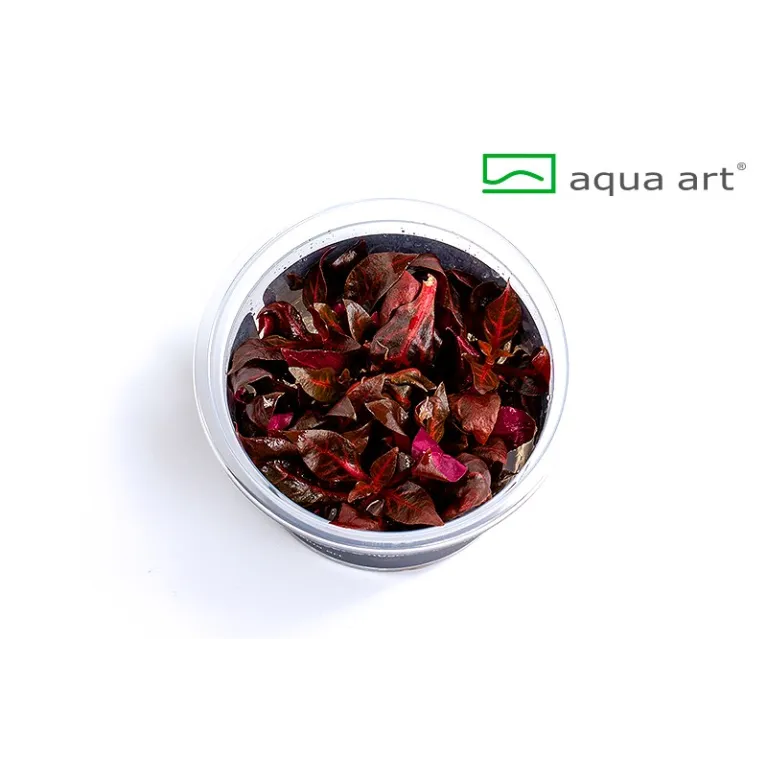 Alternanthera reineckii rosanervig  in vitro plante aquarium 