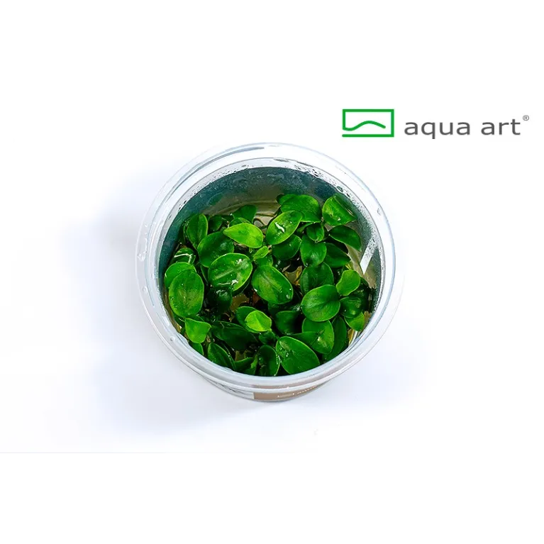 Anubias 'Petite'