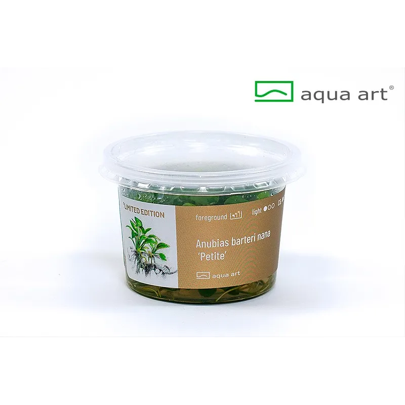 Anubias nana 'Petite' in vitro aquadesigner aquascaping aquarium