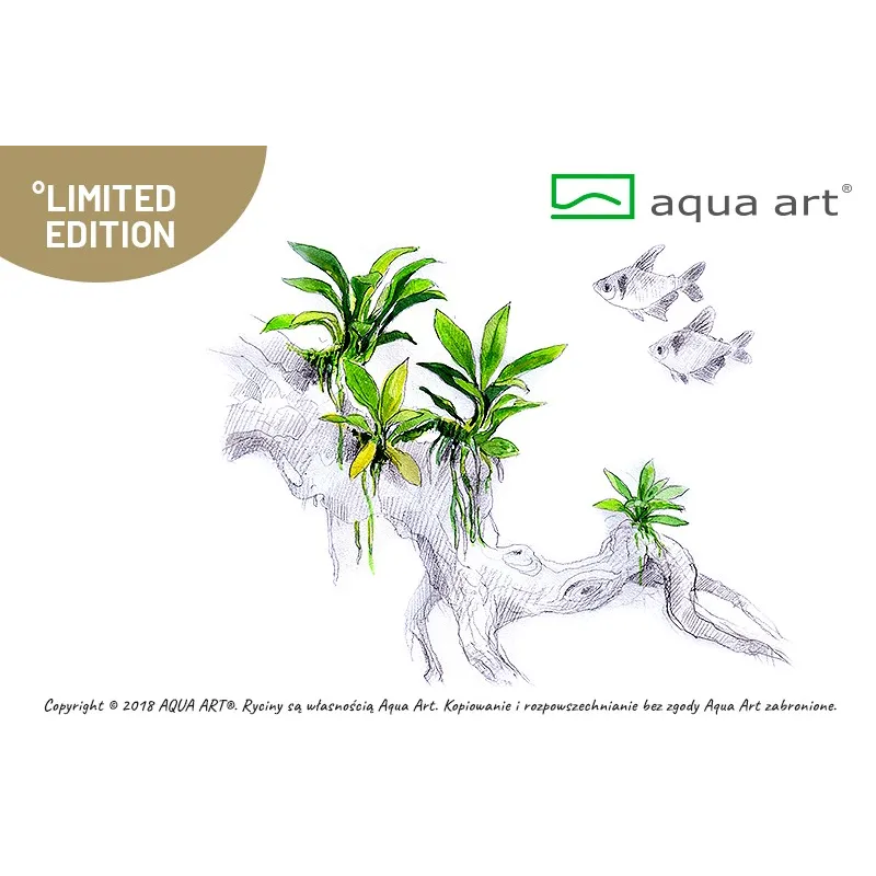 Anubias pangolino in vitro aquadesigner aquascaping aquarium