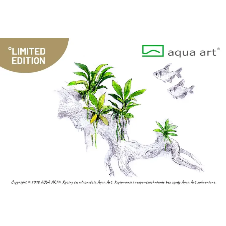 Anubias pangolino in vitro aquadesigner aquascaping aquarium