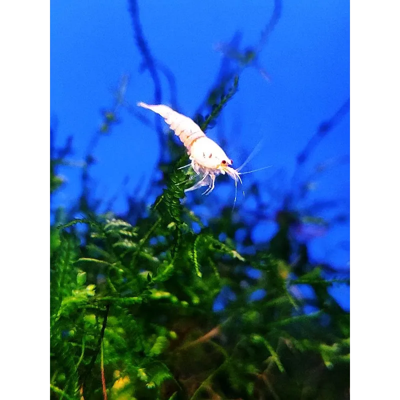 Snow white caridina logemanni