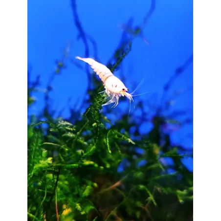 Snow white caridina logemanni