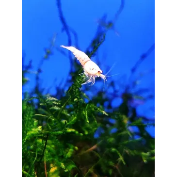 Snow white caridina logemanni