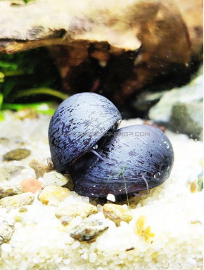 Escargot vittina Neritina pulligera black purple
