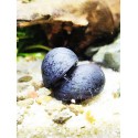 Escargot Neritina pulligera black purple