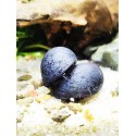 Escargot vittina Neritina pulligera black purple