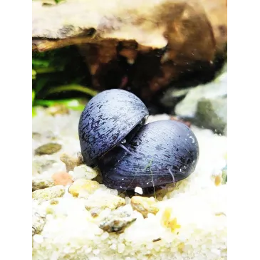 Escargot Neritina pulligera black purple