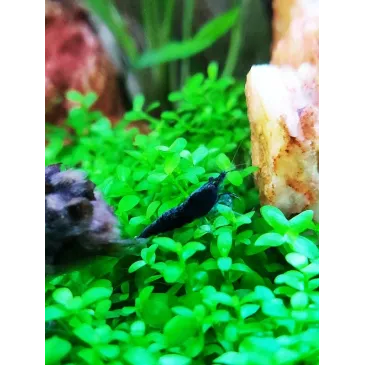 Blue Saphir neocaridina davidii