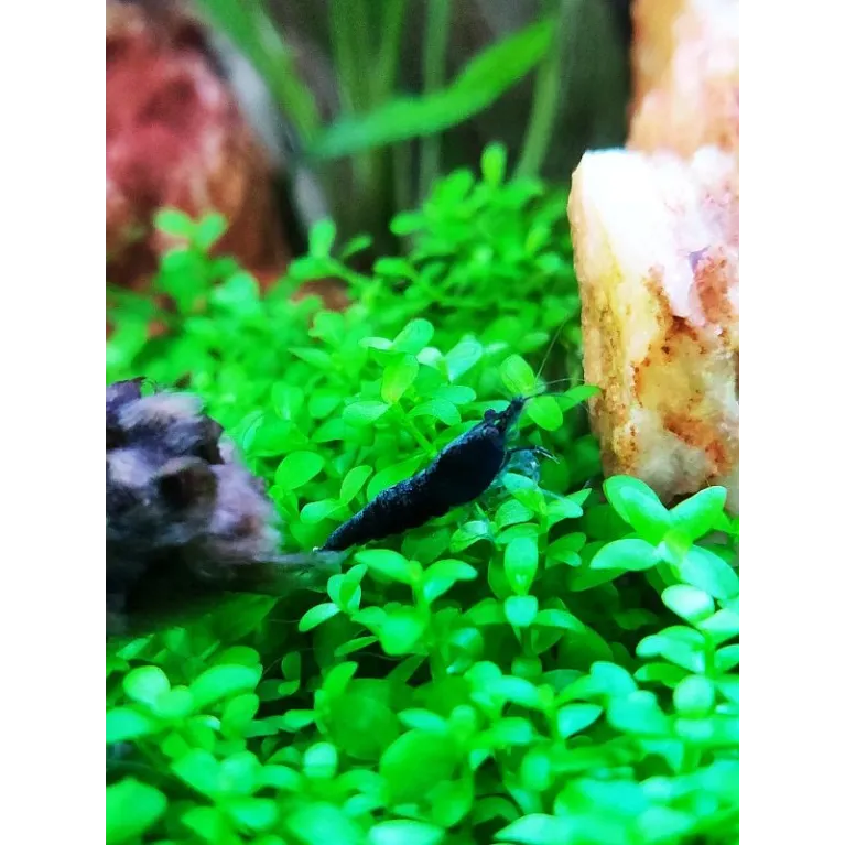 Blue Saphir neocaridina davidii