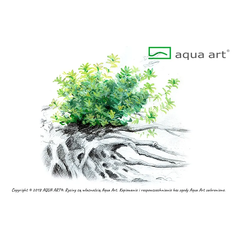 Hemianthus micranthemoides plante aquarium aquadesigner nature