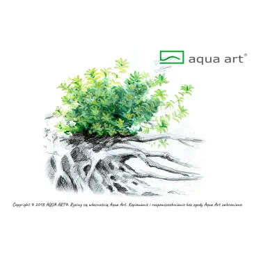 Hemianthus micranthemoides plante aquarium aquadesigner nature