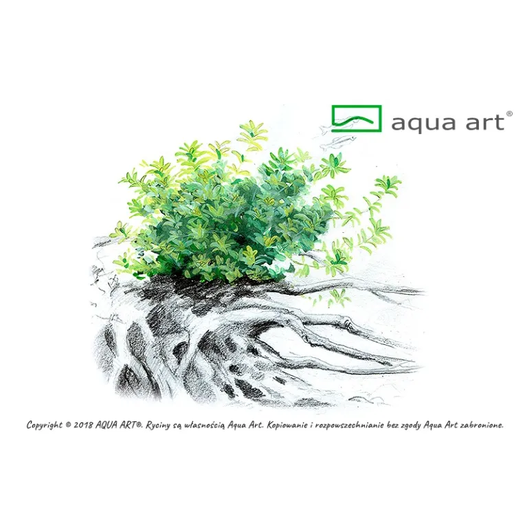 Hemianthus micranthemoides plante aquarium aquadesigner nature