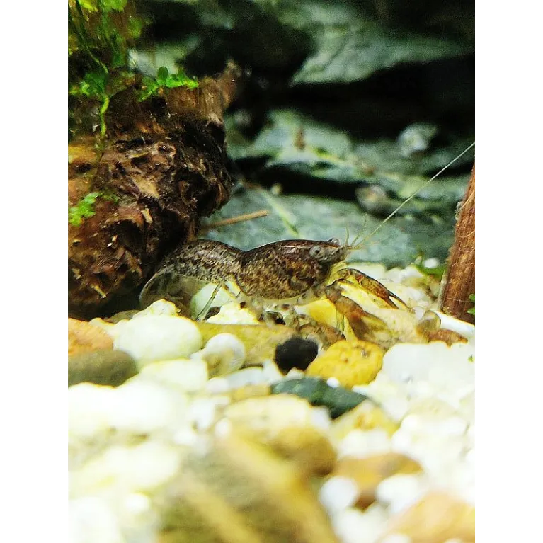 Cambarellus texanus écrevisse naine