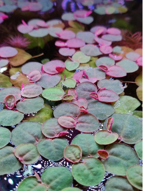 Azolla caroliniana