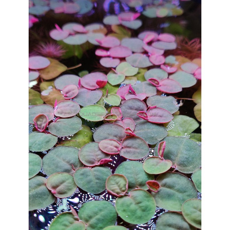 Azolla caroliniana