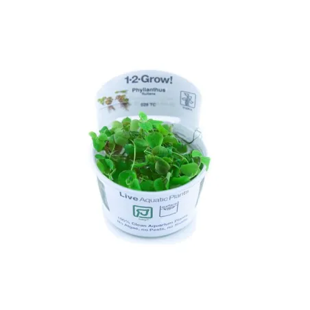 phyllanthus-fluitans-plante-flottante-rouge