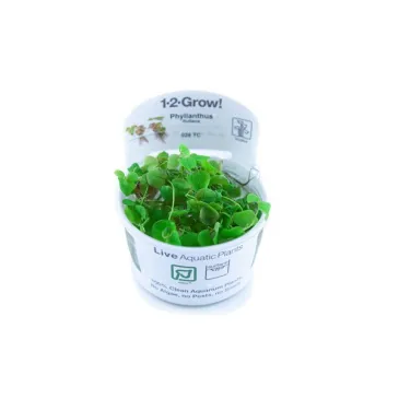 phyllanthus-fluitans-plante-flottante-rouge