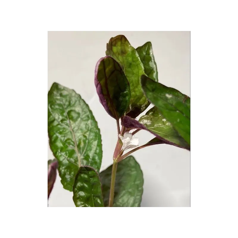 plante palustre aquascaping paludarium terrarium