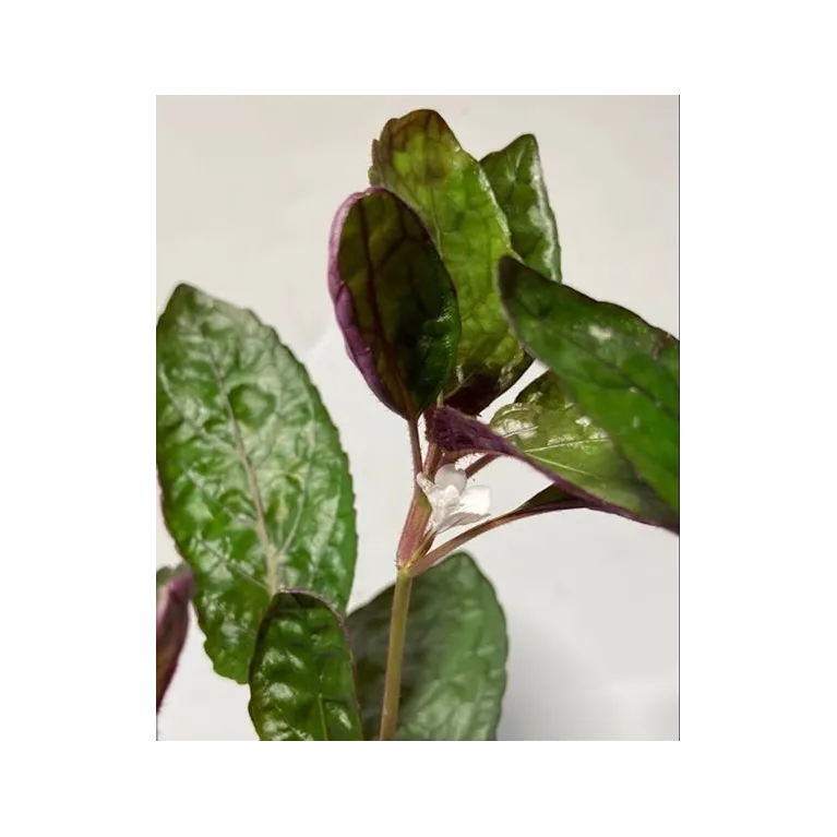 plante palustre aquascaping paludarium terrarium