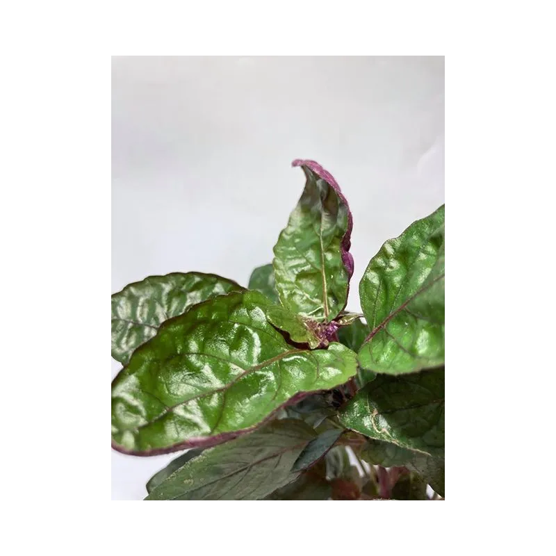 plante palustre aquascaping paludarium terrarium