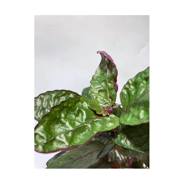 plante palustre aquascaping paludarium terrarium