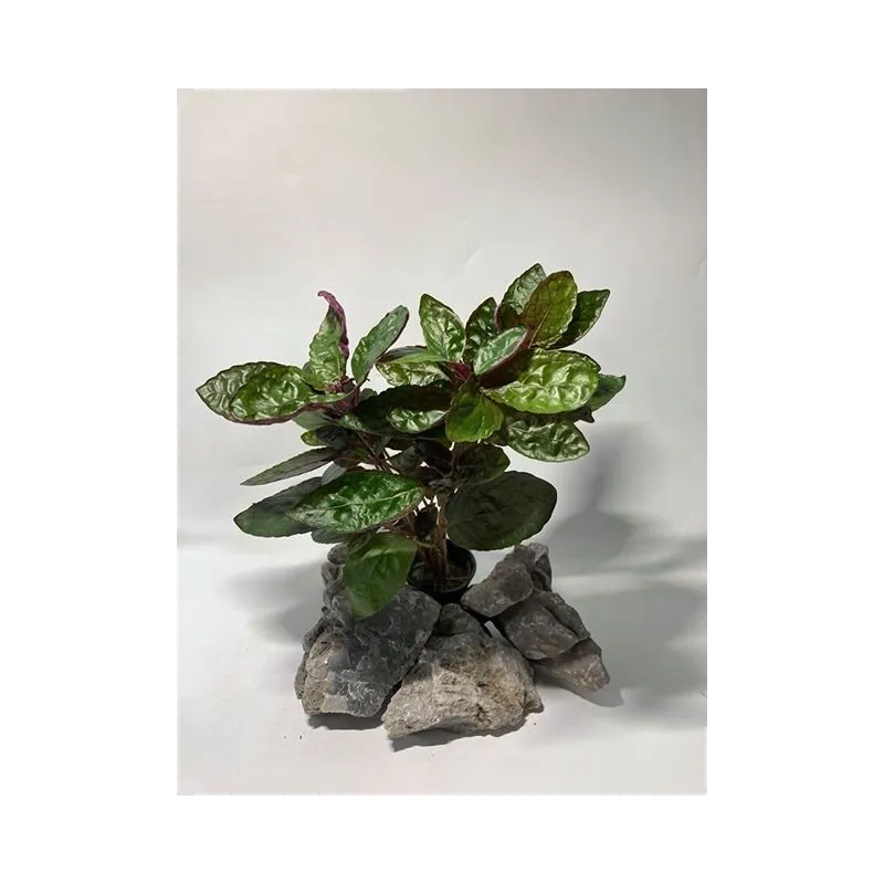 plante palustre aquascaping paludarium terrarium