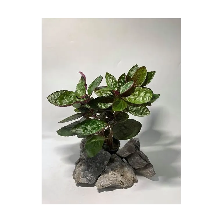 plante palustre aquascaping paludarium terrarium