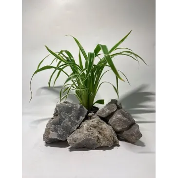 chlorophytum bichetii